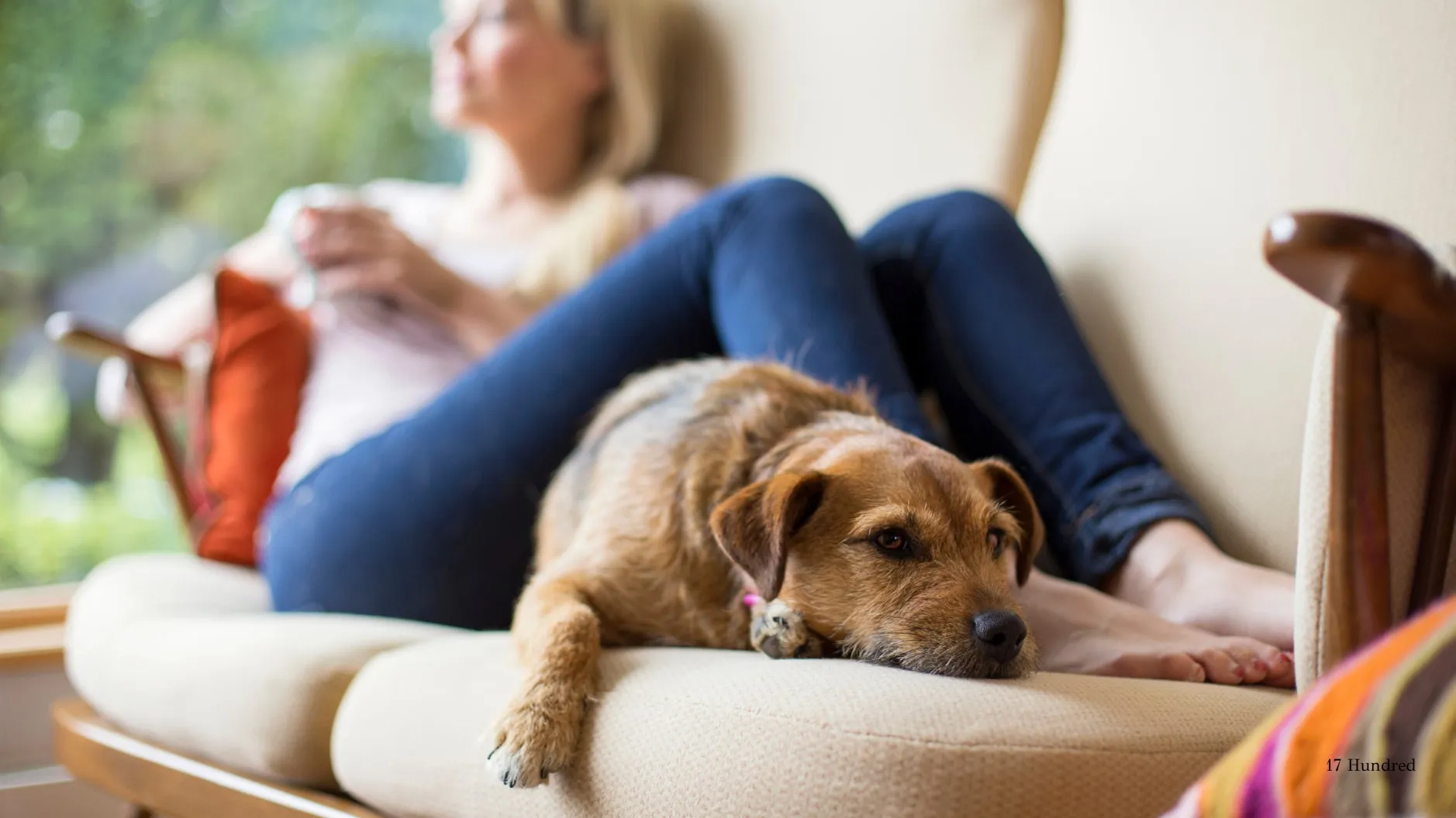 A dog curled up on a sofa next to its owner
